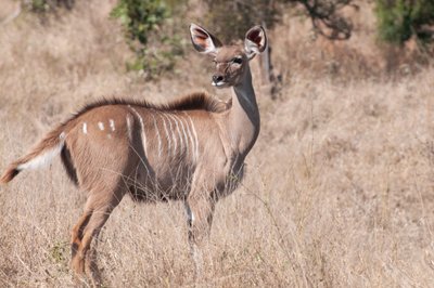 20090809070234 - Kudu in Kruger National Park