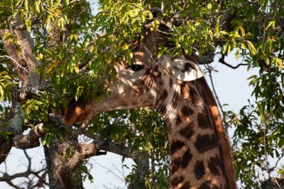 Giraffe in Tree, Kruger National Park