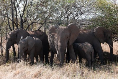 20090811053515 - Elephant Family near Sabie River