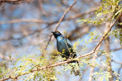 20090811074423 - Greater Blue Eared Starling