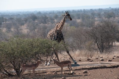 20090812034924 - Giraffe Drinking