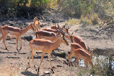 20090813063441 - Impala Herd Drinking at Waterhole (clean)