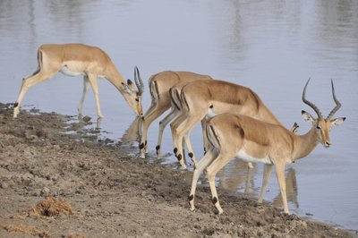 20090814012601 - Impala Herd with Male at Waterhole