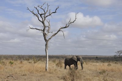 20090814021336 - African Elephant Near Dead Tree in Grassland