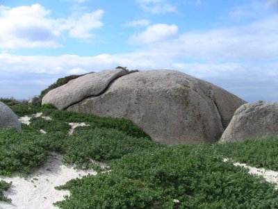20090819070158 - Large Boulder with Coastal Vegetation