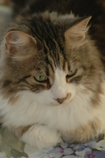 Gowron Sitting On Table