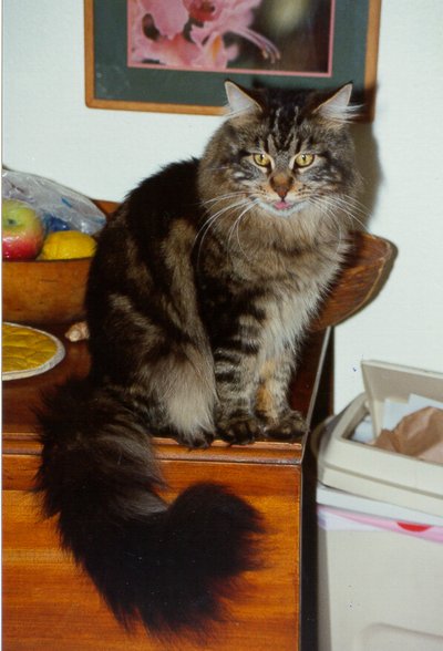 Worf Standing With Tongue Out