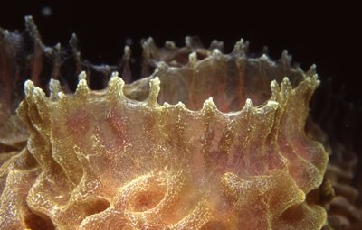 Bonaire 94   Iridescent Tube