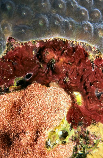 Bonaire 99   Colorful Coral