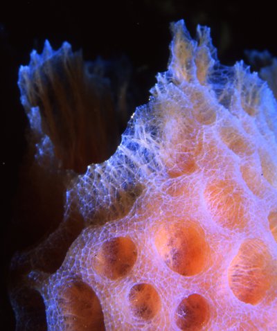 Bonaire 99   Purple Pink Tube Wall